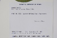 多子漿果莧藏品圖，第2張