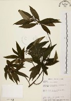 山胡椒藏品圖，第1張