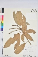 大葉石櫟、大葉校栗藏品圖，第1張