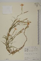 長萼瞿麥藏品圖，第1張