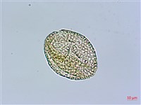 長萼瞿麥藏品圖，第2張