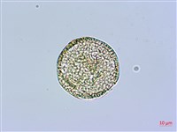 長萼瞿麥藏品圖，第3張