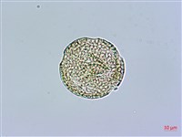 長萼瞿麥藏品圖，第4張