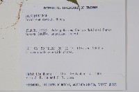 棣慕華鳳仙花藏品圖，第2張