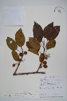 硬齒獼猴桃藏品圖，第1張