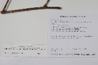 硬齒獼猴桃藏品圖，第2張