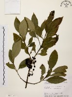 茜草樹藏品圖，第1張