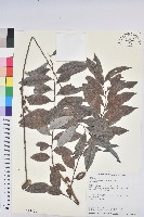 裡白饅頭果藏品圖，第1張