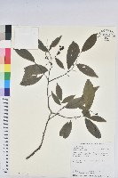 密花五月茶藏品圖，第1張