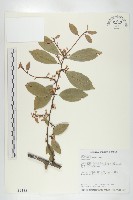 鄧氏胡頹子藏品圖，第1張