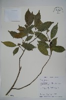 糊樗藏品圖，第1張