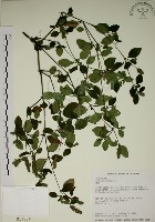 爵床藏品圖，第1張