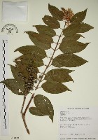 大葉溲疏藏品圖，第1張