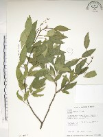 飛龍掌血藏品圖，第1張