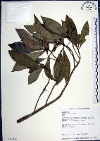 樹杞藏品圖，第1張