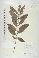 軟毛柿藏品圖，第1張