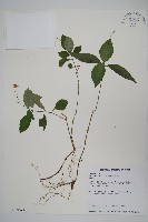 針刺草藏品圖，第1張