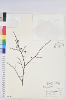 針刺草藏品圖，第3張