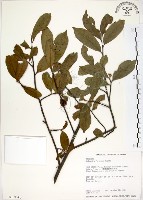 台灣楊桐藏品圖，第1張