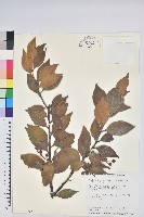 珍珠花、長尾葉越橘藏品圖，第1張