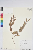 白珠樹藏品圖，第1張