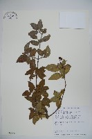 狹葉莢迷藏品圖，第1張