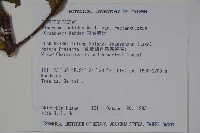 狹葉莢迷藏品圖，第2張