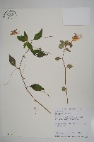 紫花鳳仙花藏品圖，第1張