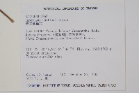 紫花鳳仙花藏品圖，第2張