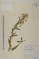 野茼蒿藏品圖，第1張