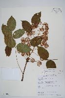 登錄號:S013863藏品圖，第1張