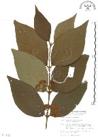 杜虹花，台灣紫珠藏品圖，第1張