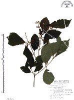 杜虹花，台灣紫珠藏品圖，第1張