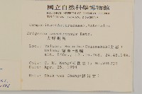 掃帚菊藏品圖，第2張