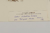 掃帚菊藏品圖，第3張