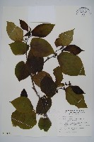 華八角楓藏品圖，第1張