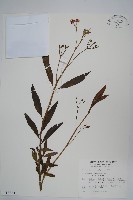 尖尾鳳、馬利筋藏品圖，第1張