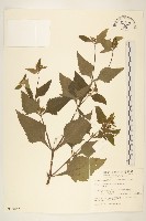 豨薟藏品圖，第1張