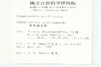 星果佛甲草藏品圖，第2張