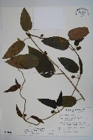 絨毛芙蓉蘭藏品圖，第1張