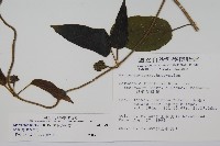 絨毛芙蓉蘭藏品圖，第2張