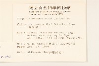 白頂飛蓬藏品圖，第2張