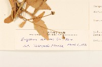 白頂飛蓬藏品圖，第3張