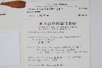 盾果草藏品圖，第2張