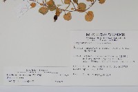 普刺特草藏品圖，第2張