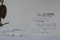 裡白忍冬、紅腺忍冬藏品圖，第2張