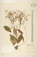 刀傷草藏品圖，第1張