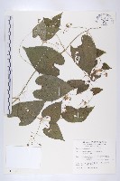 斑花青牛膽藏品圖，第1張