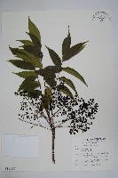 木蠟樹、山漆藏品圖，第1張