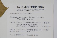 華八角楓藏品圖，第2張